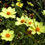 Coreopsis hybrida Full Moon
